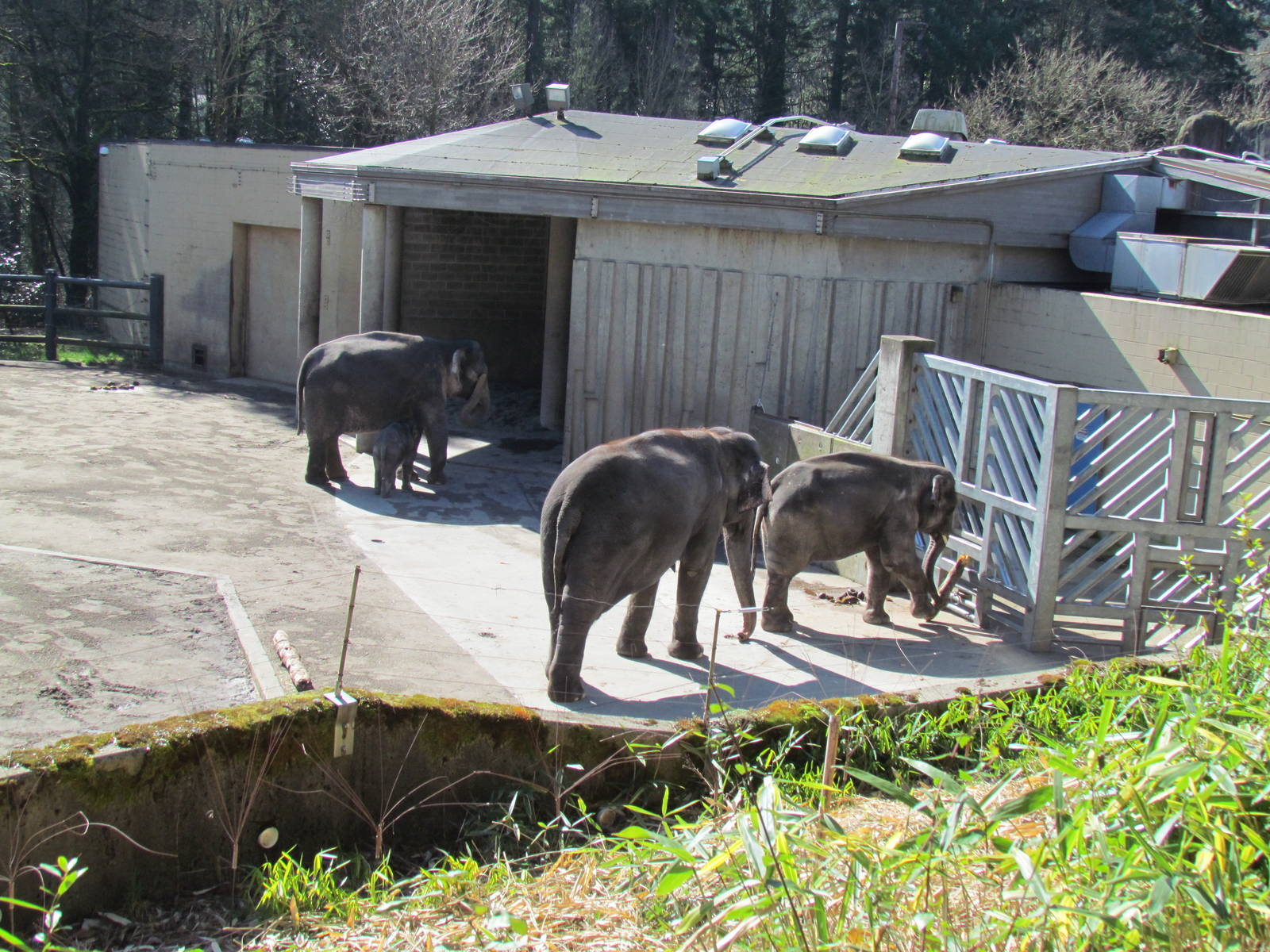 Asia - Asian Elephants