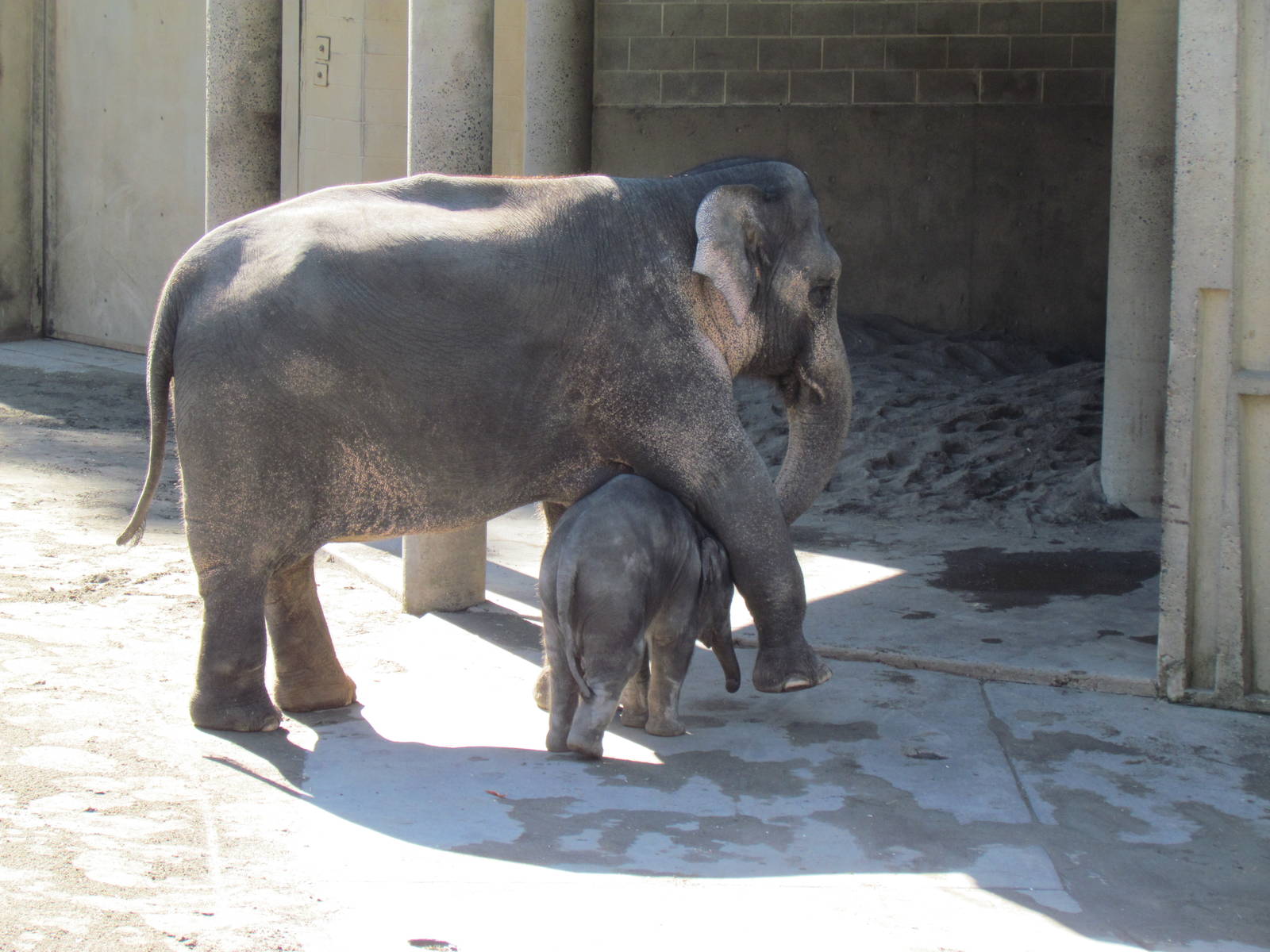 Asia - Asian Elephants