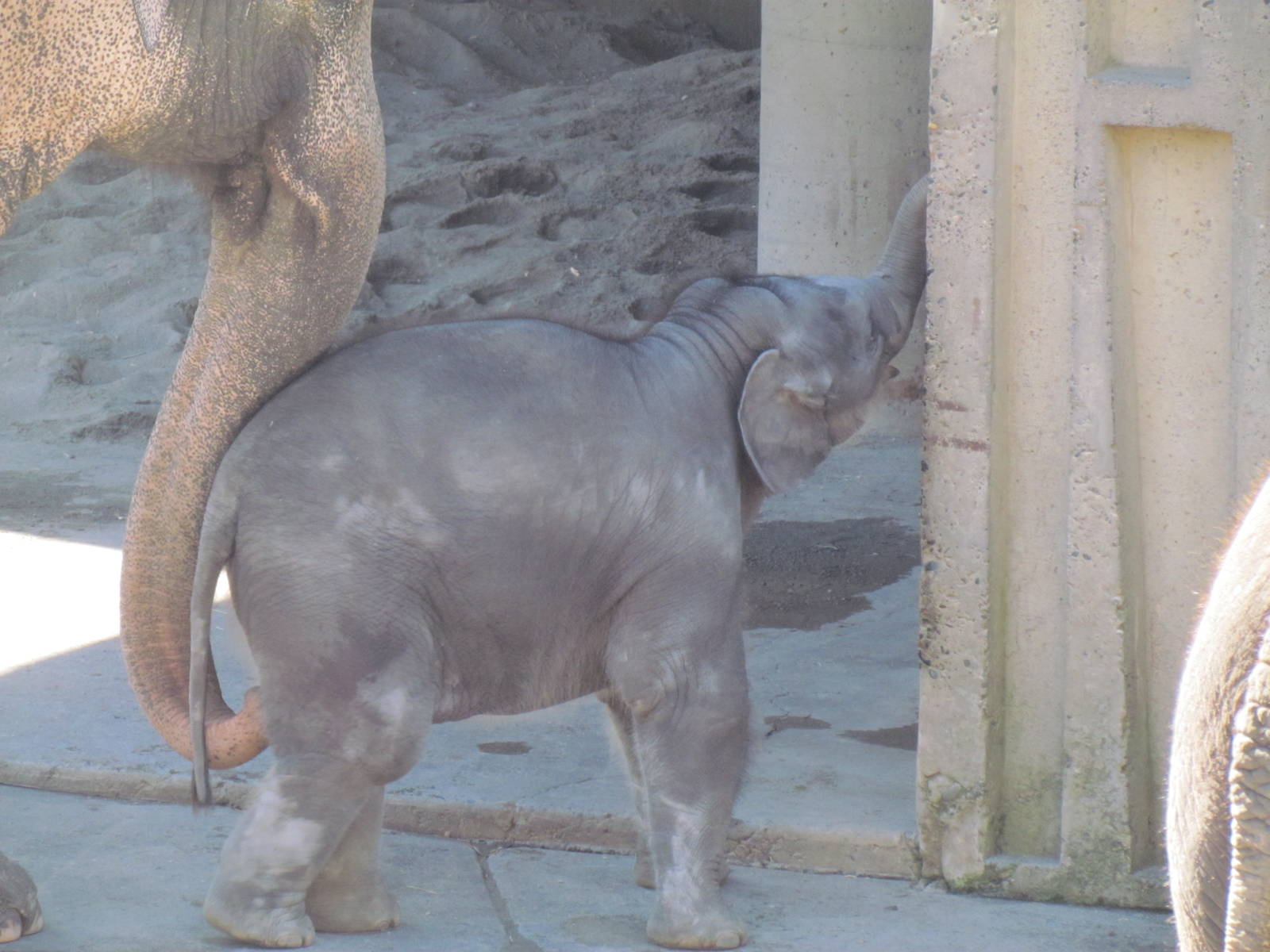 Asia - Asian Elephants
