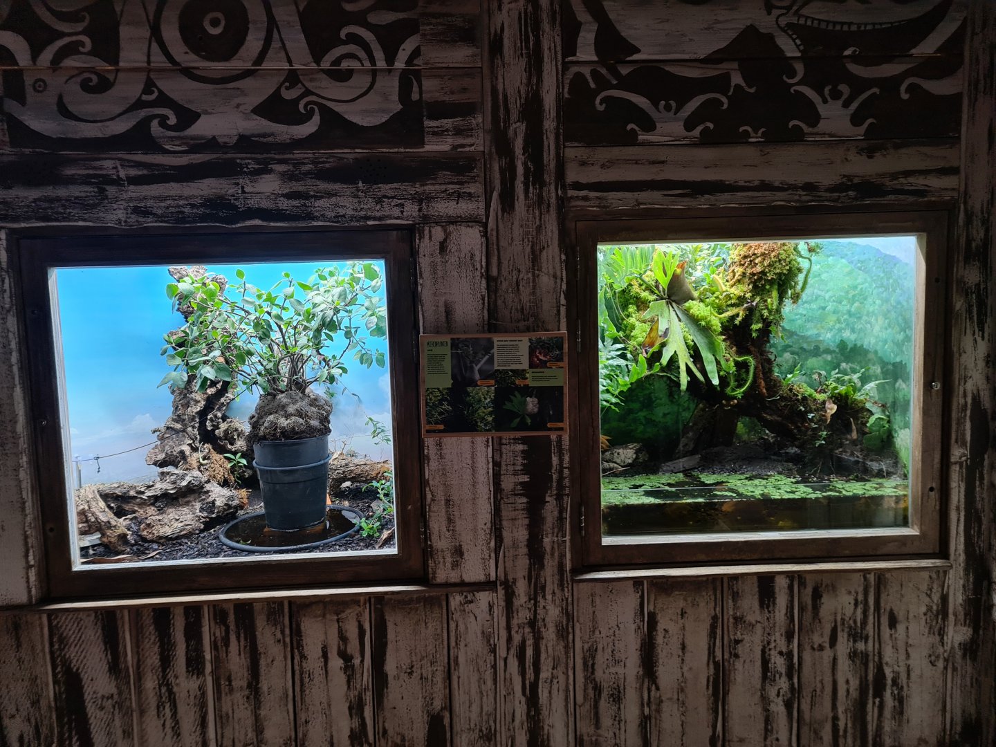 Asia - Asian Red carpenter ant enclosures in Rumah Asi