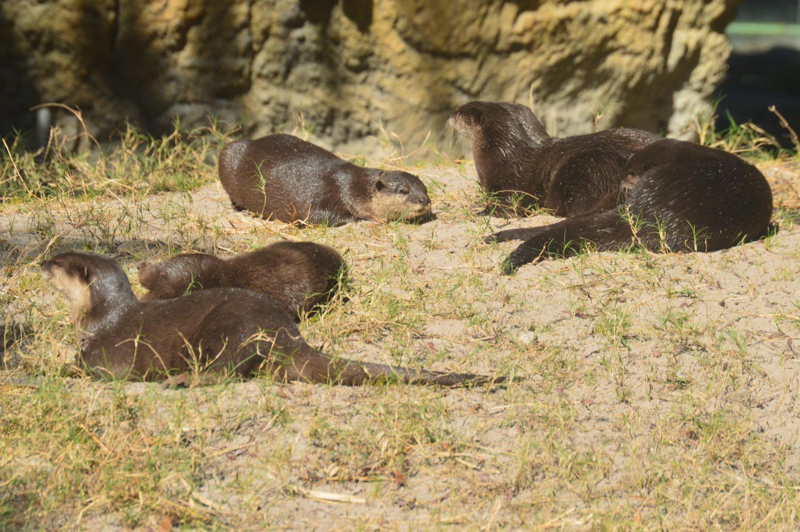Asia - Asian Small-clawed Otter