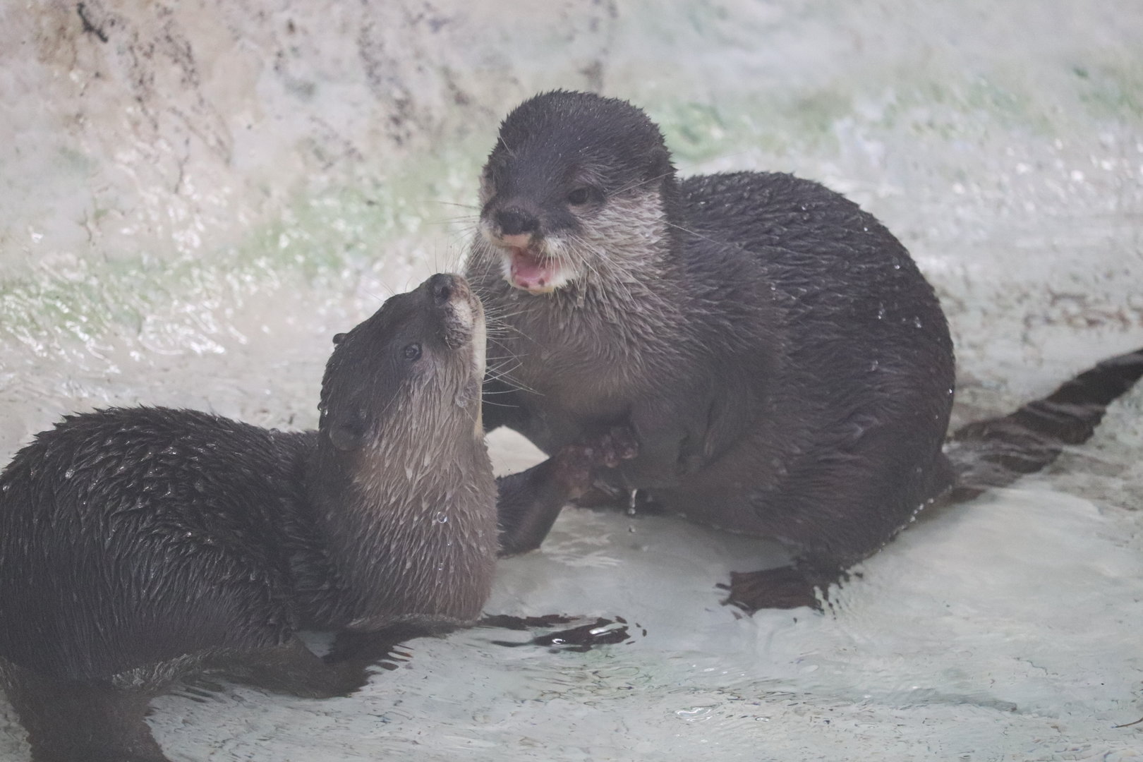 Asia - Asian Small-Clawed Otter