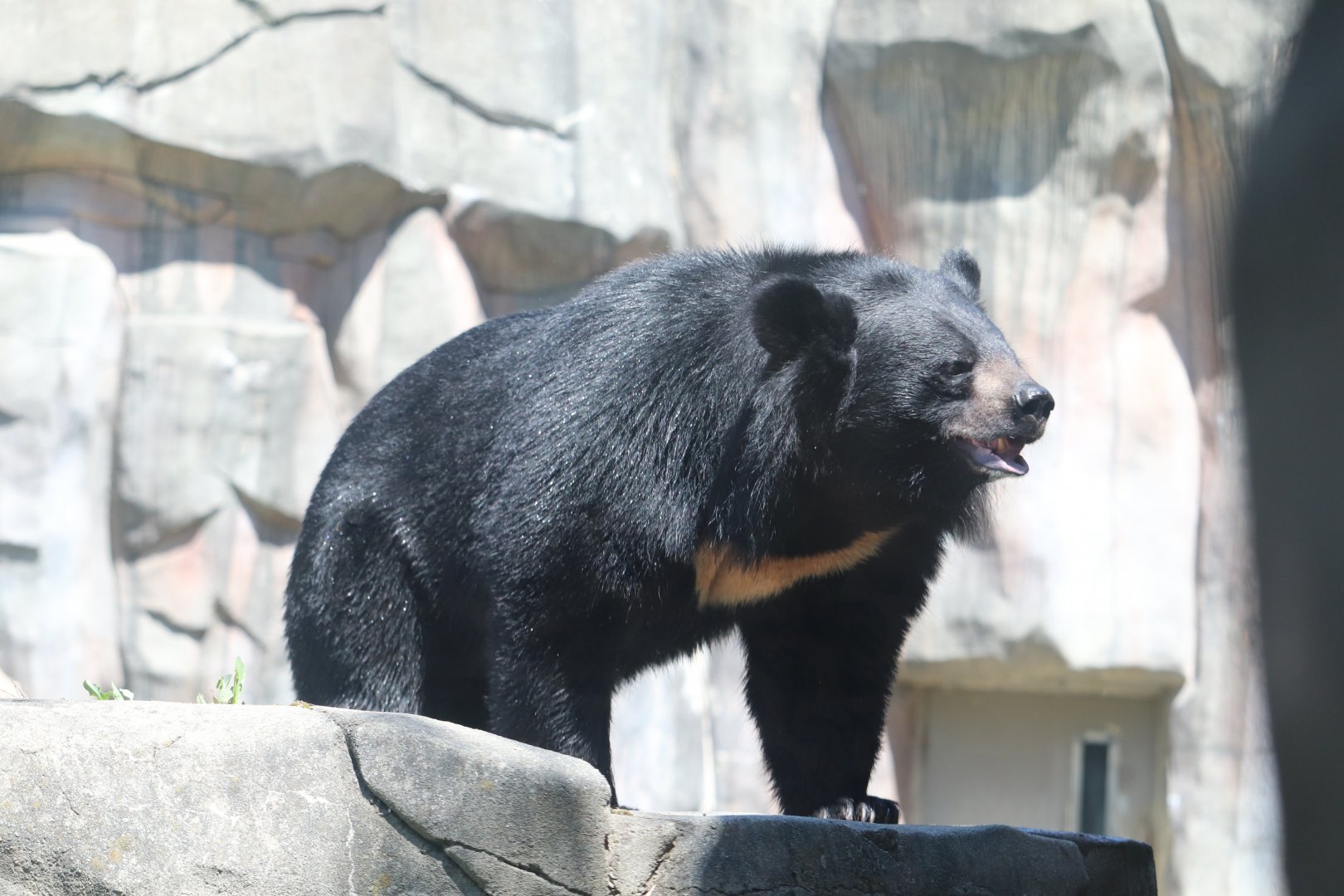 Asia - Asiatic Black Bear