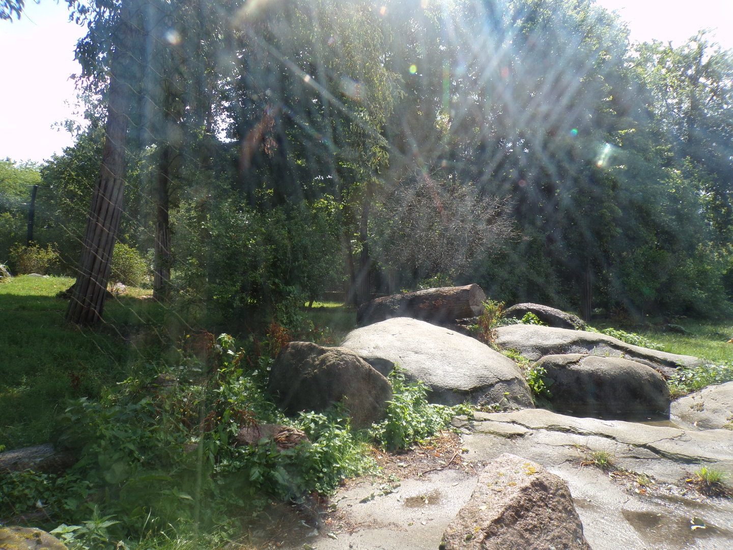 Asia- Asiatic Lion enclosure 13.7.23