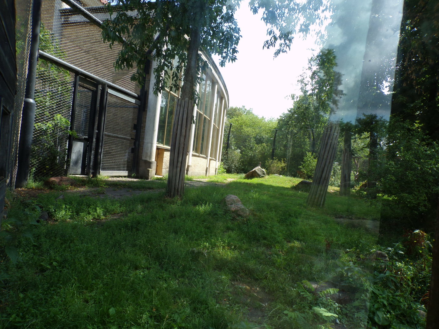 Asia- Asiatic Lion enclosure 13.7.23