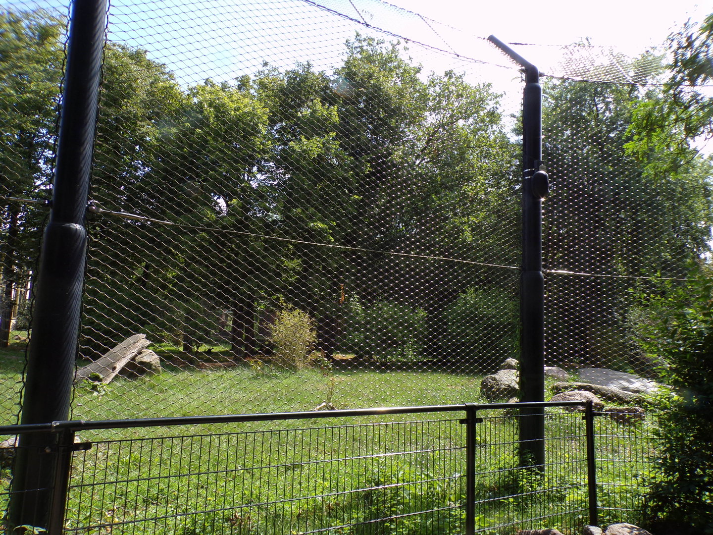 Asia- Asiatic Lion enclosure 13.7.23