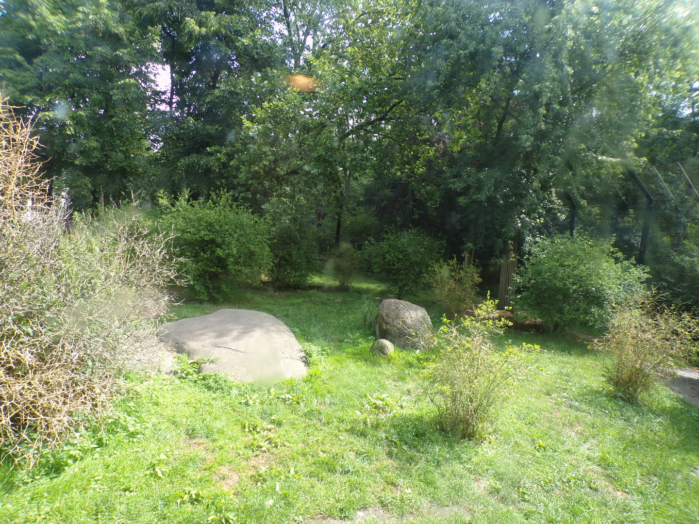 Asia- Asiatic Lion enclosure 13.7.23