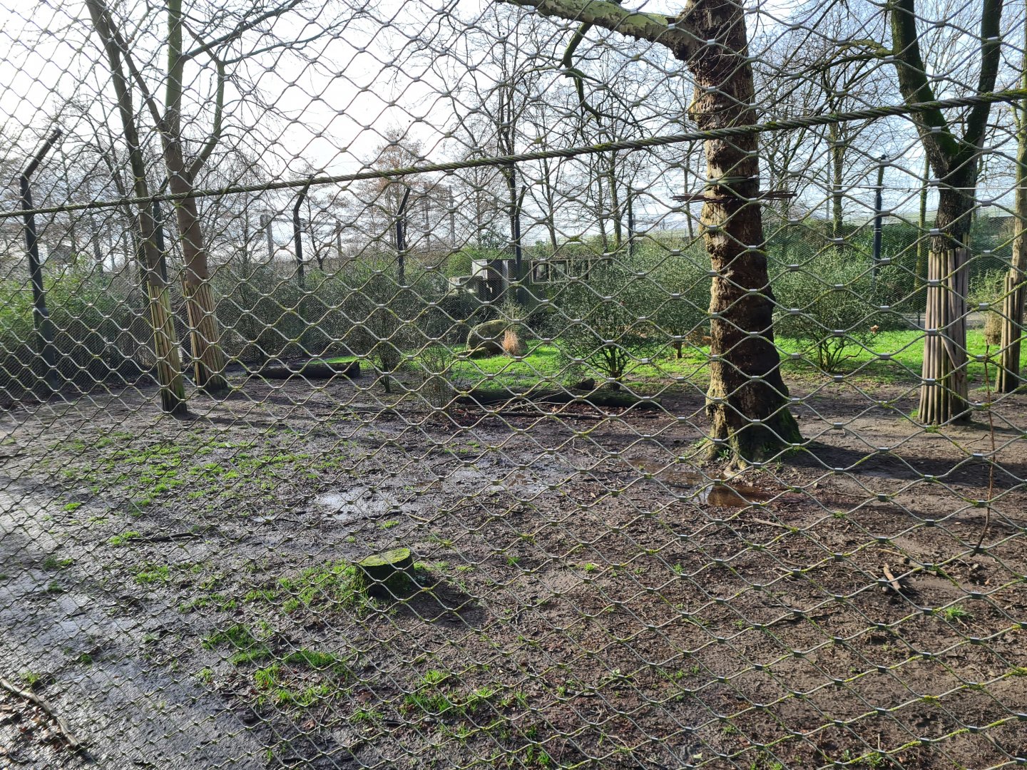Asia - Asiatic lion enclosure