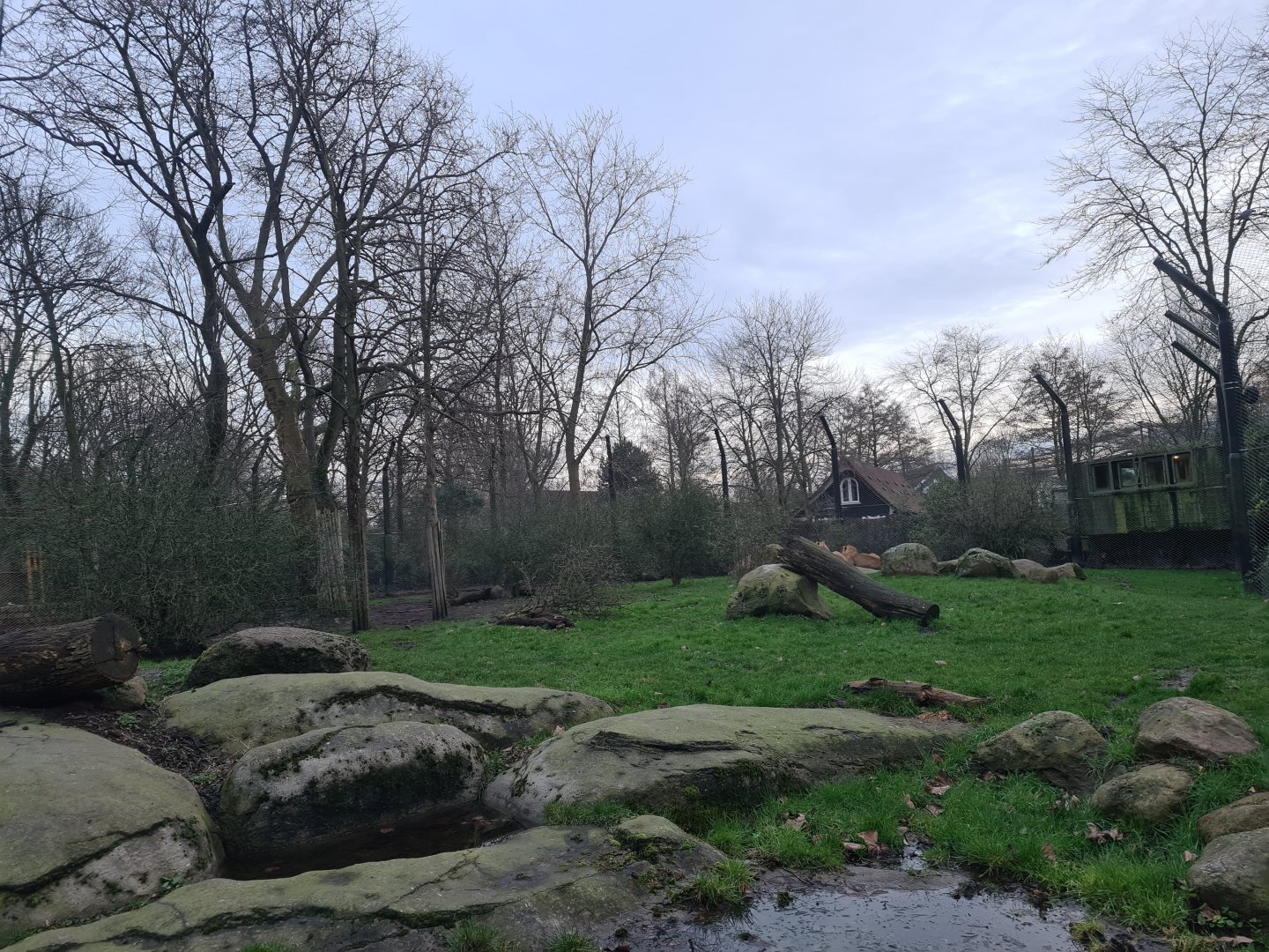 Asia - Asiatic lion enclosure