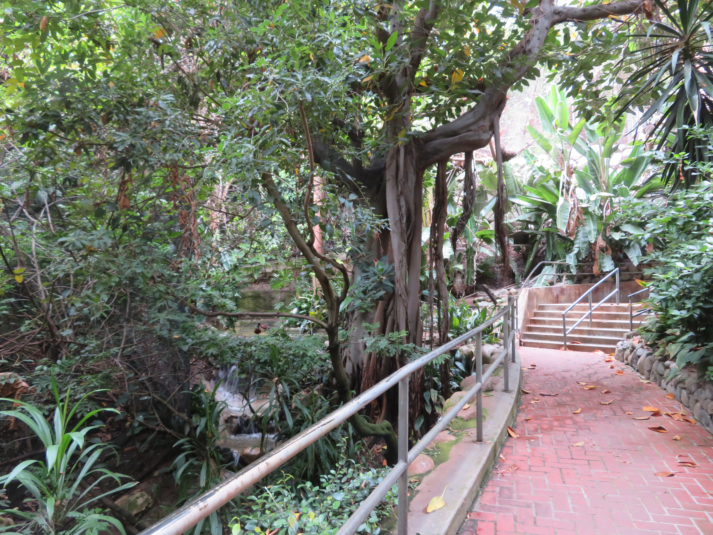 Asia/Australia Aviary