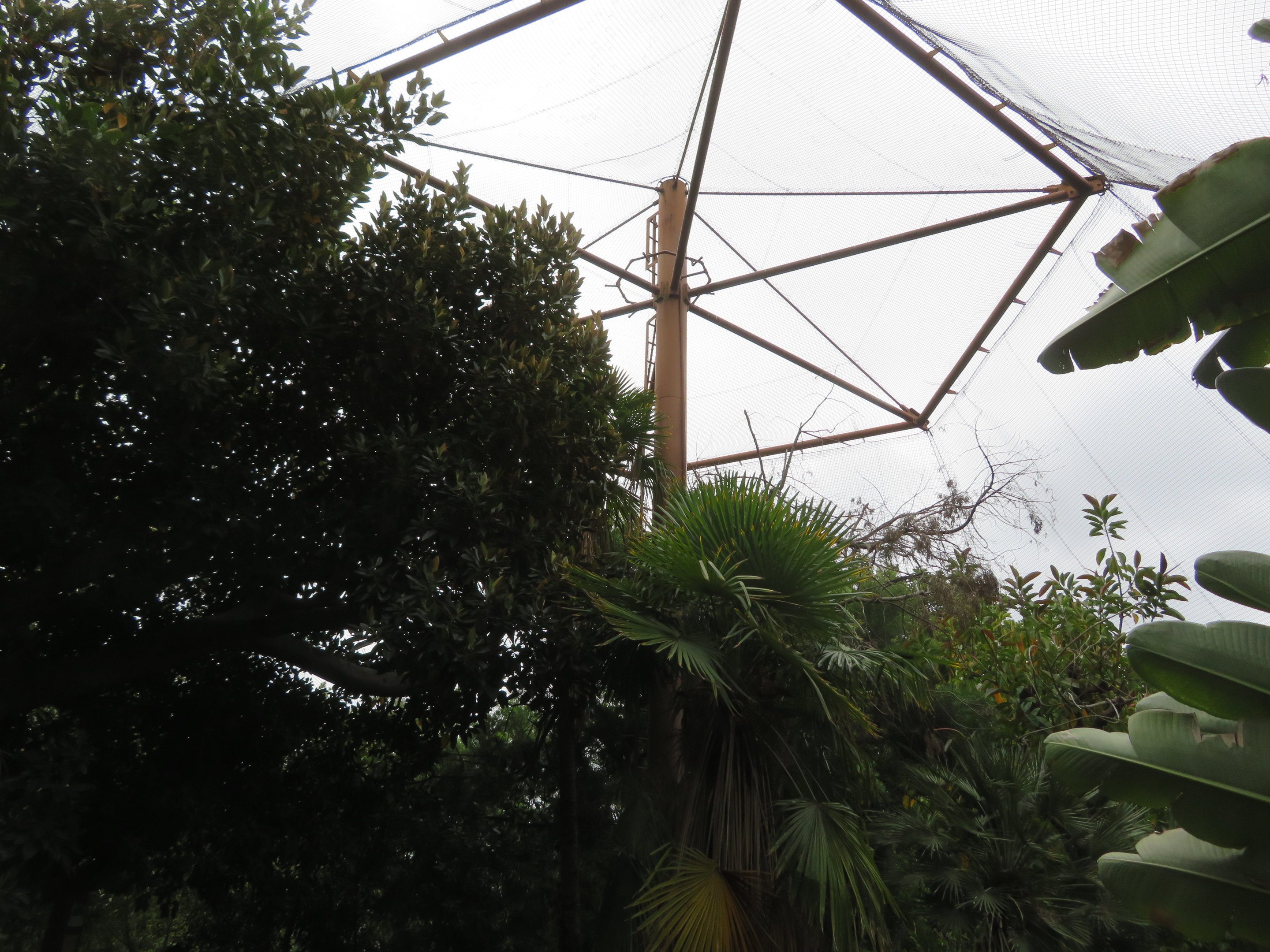 Asia/Australia Aviary