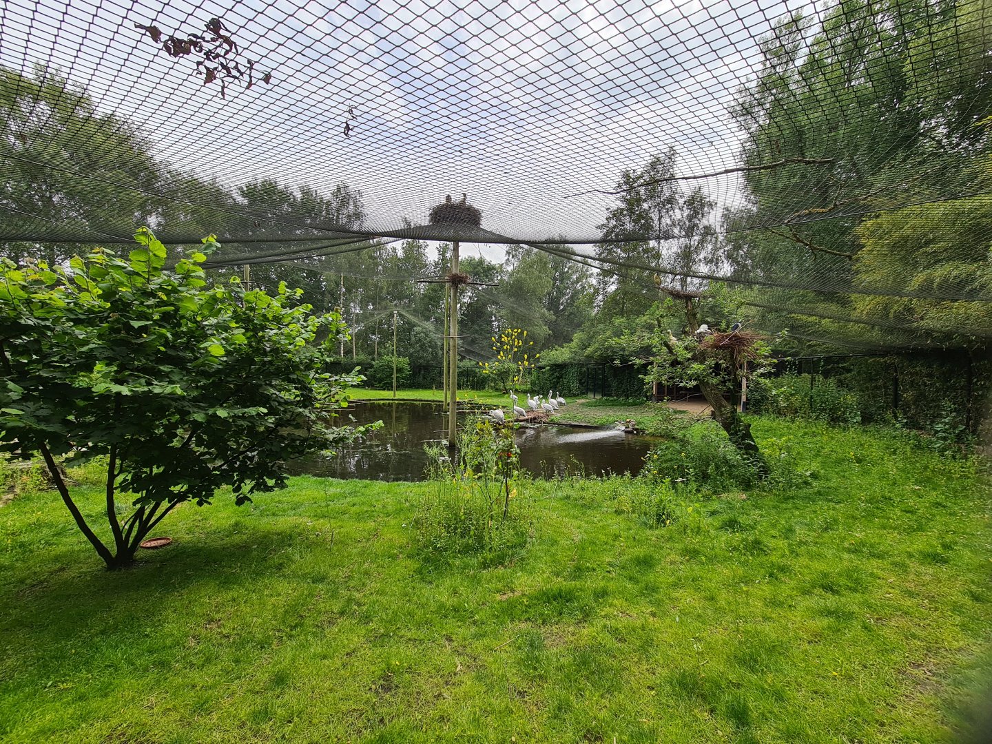 Asia aviary interior