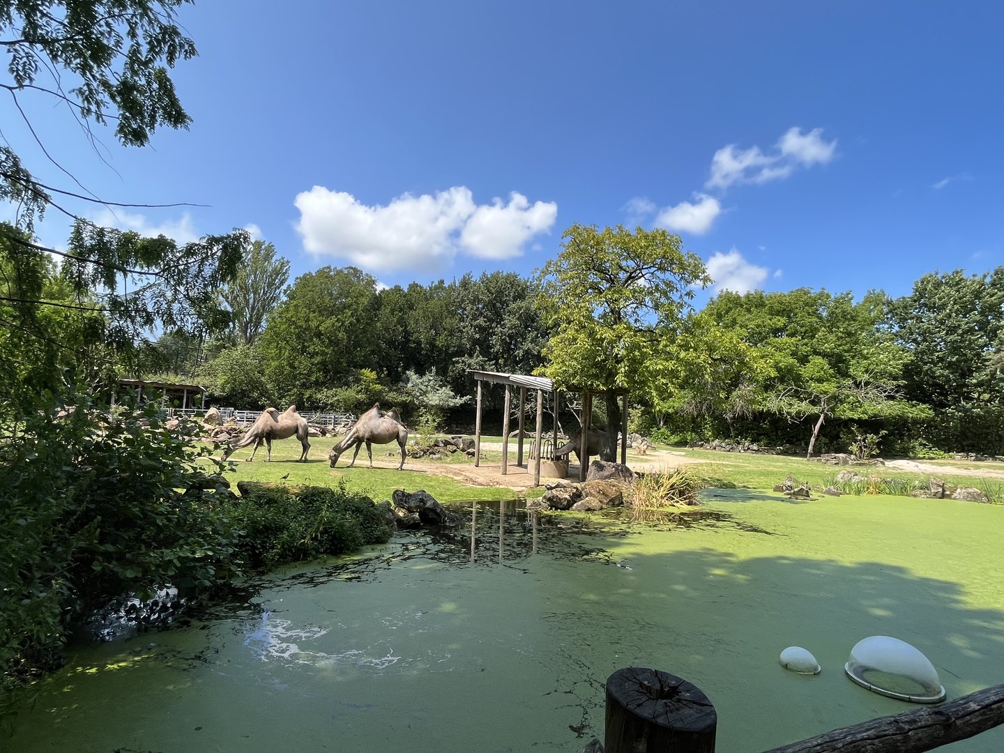 Asia- Bactrian camel enclosure 13.7.23