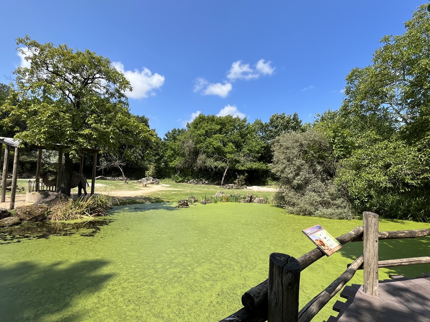 Asia- Bactrian camel enclosure 13.7.23