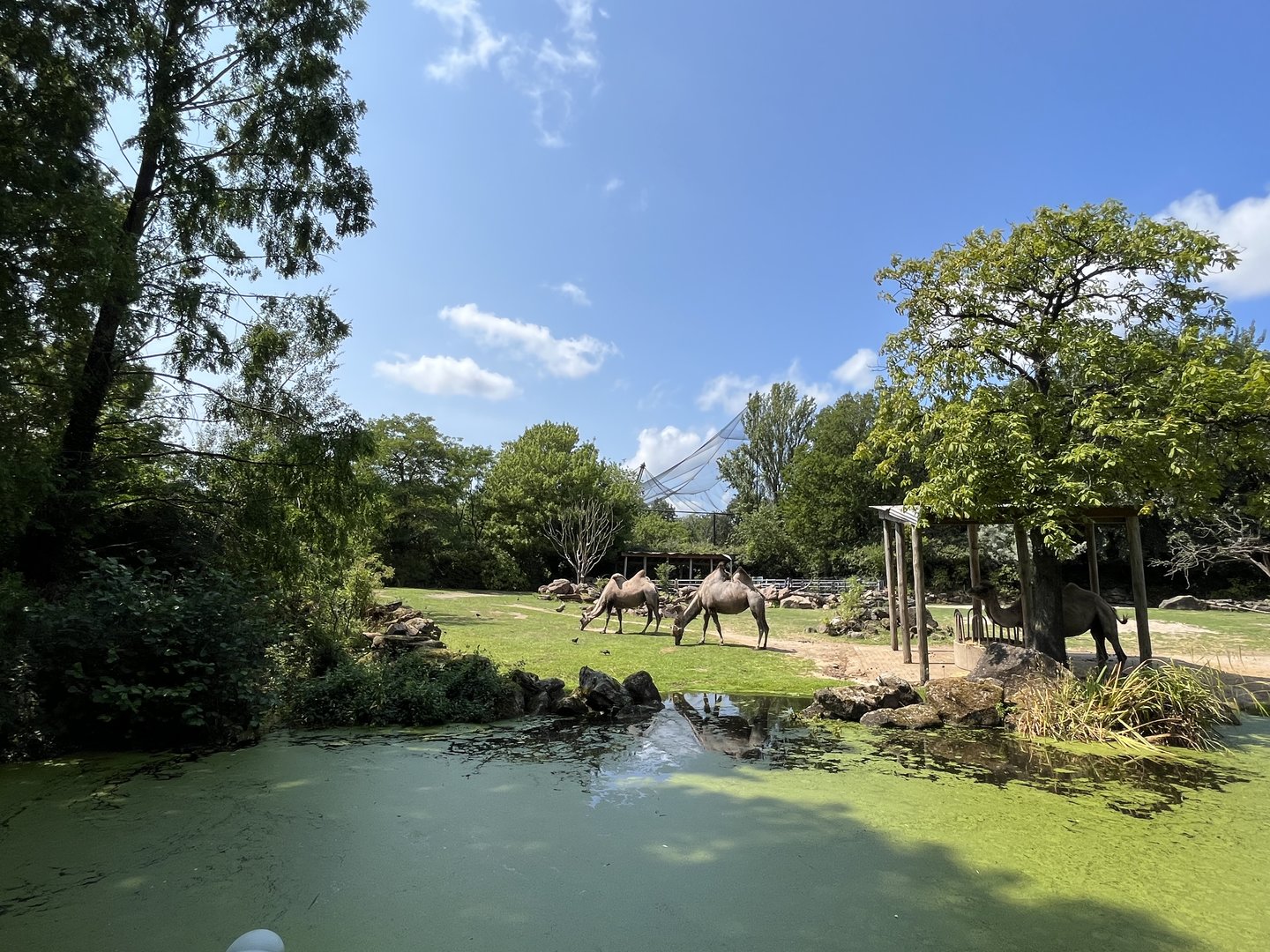 Asia- Bactrian camel enclosure 13.7.23