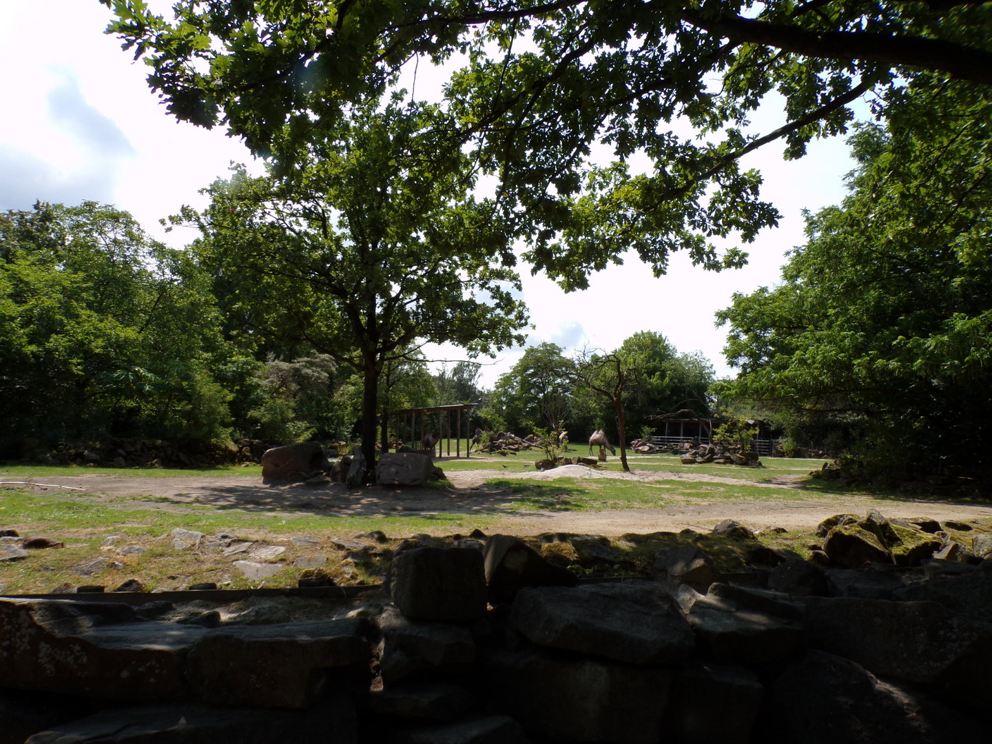 Asia- Bactrian camel enclosure 13.7.23