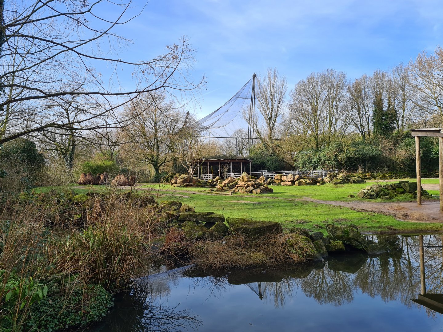 Asia - Bactrian camel enclosure