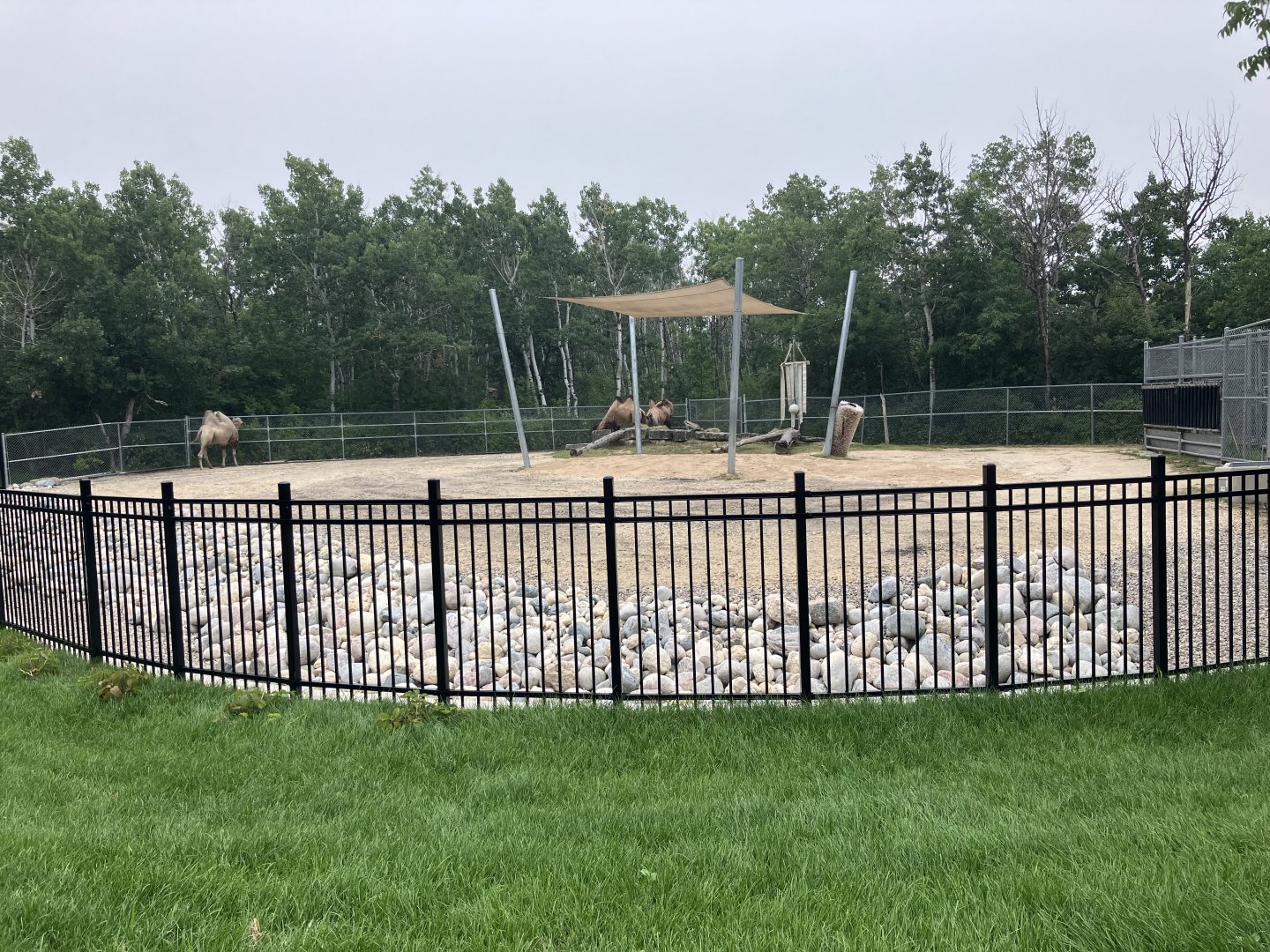 Asia - Bactrian Camel Exhibit