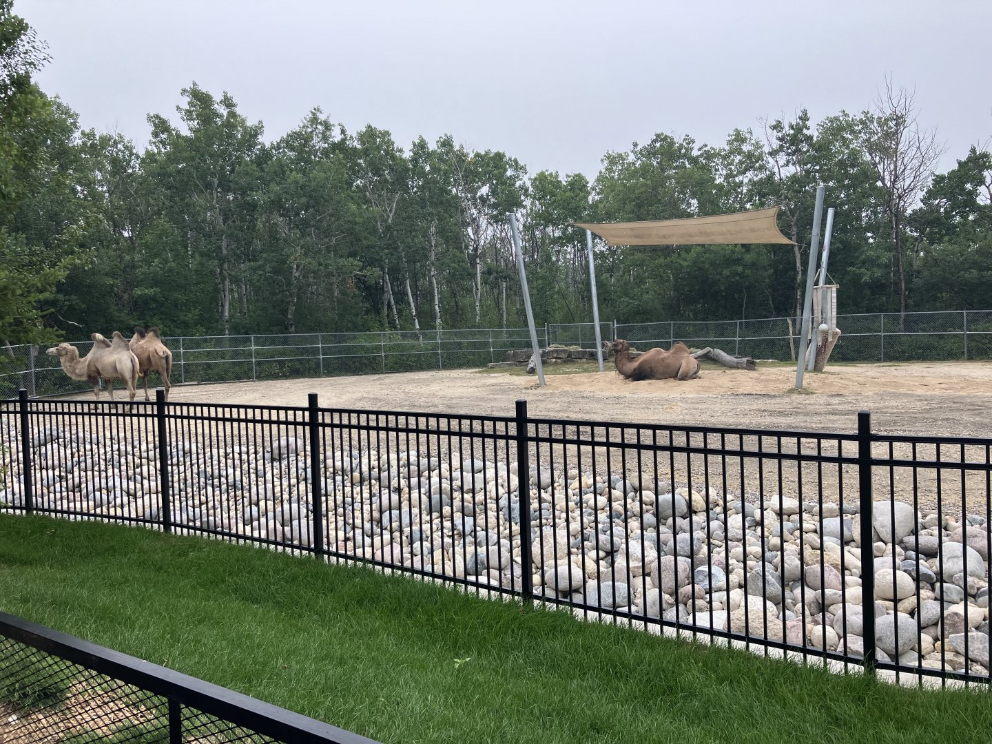 Asia - Bactrian Camel Exhibit