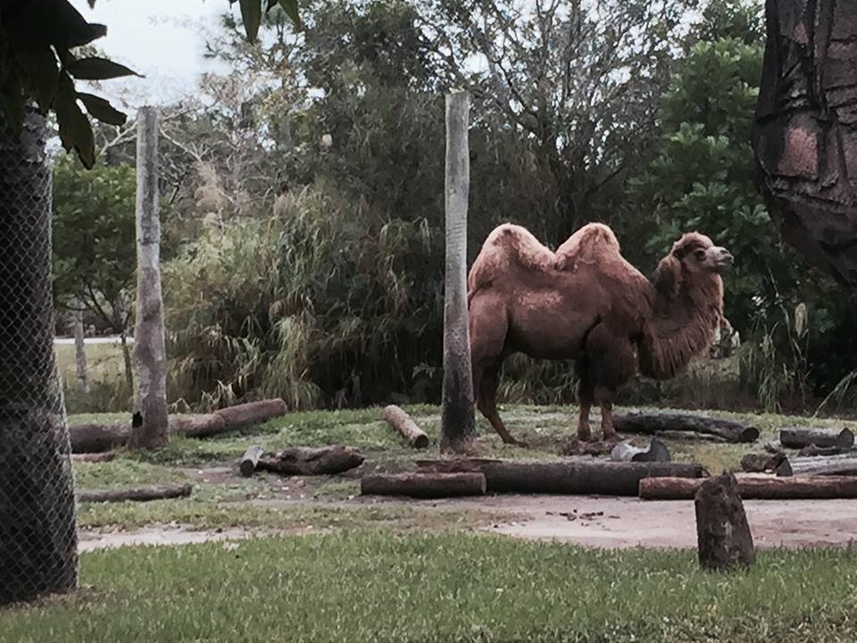 Asia- Bactrian Camel