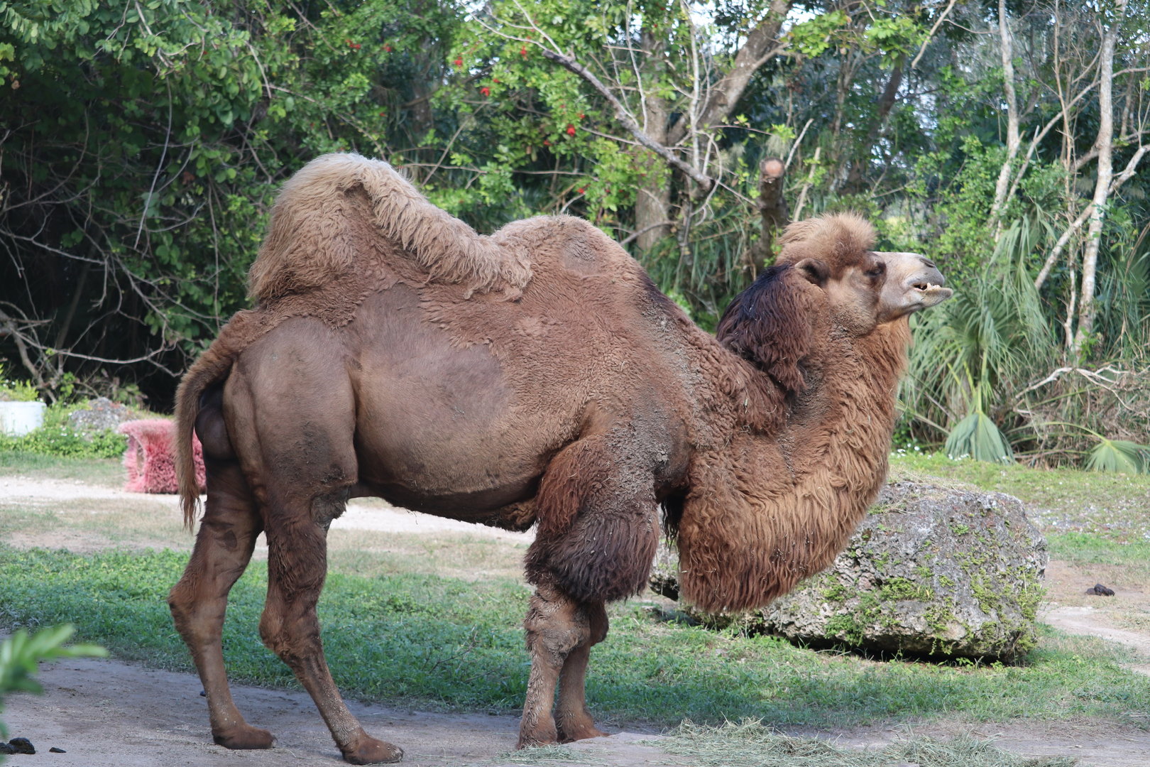 Asia - Bactrian Camel