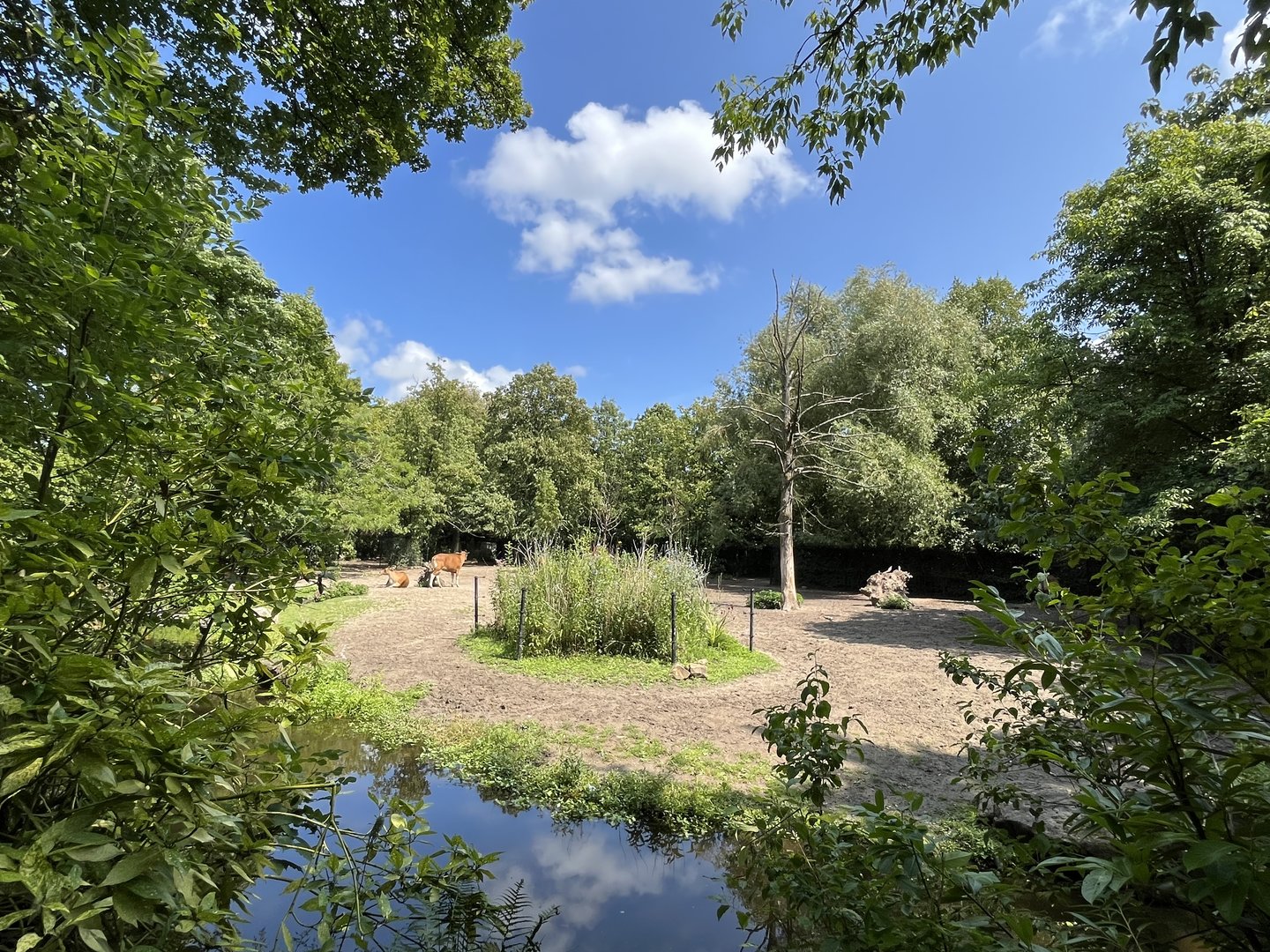 Asia- Banteng enclosure 13.7.23
