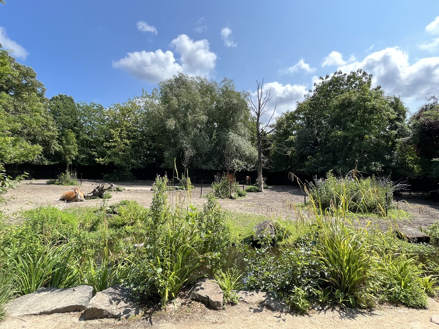 Asia- Banteng enclosure 13.7.23