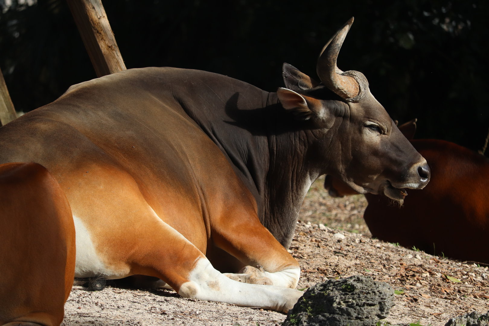 Asia - Banteng
