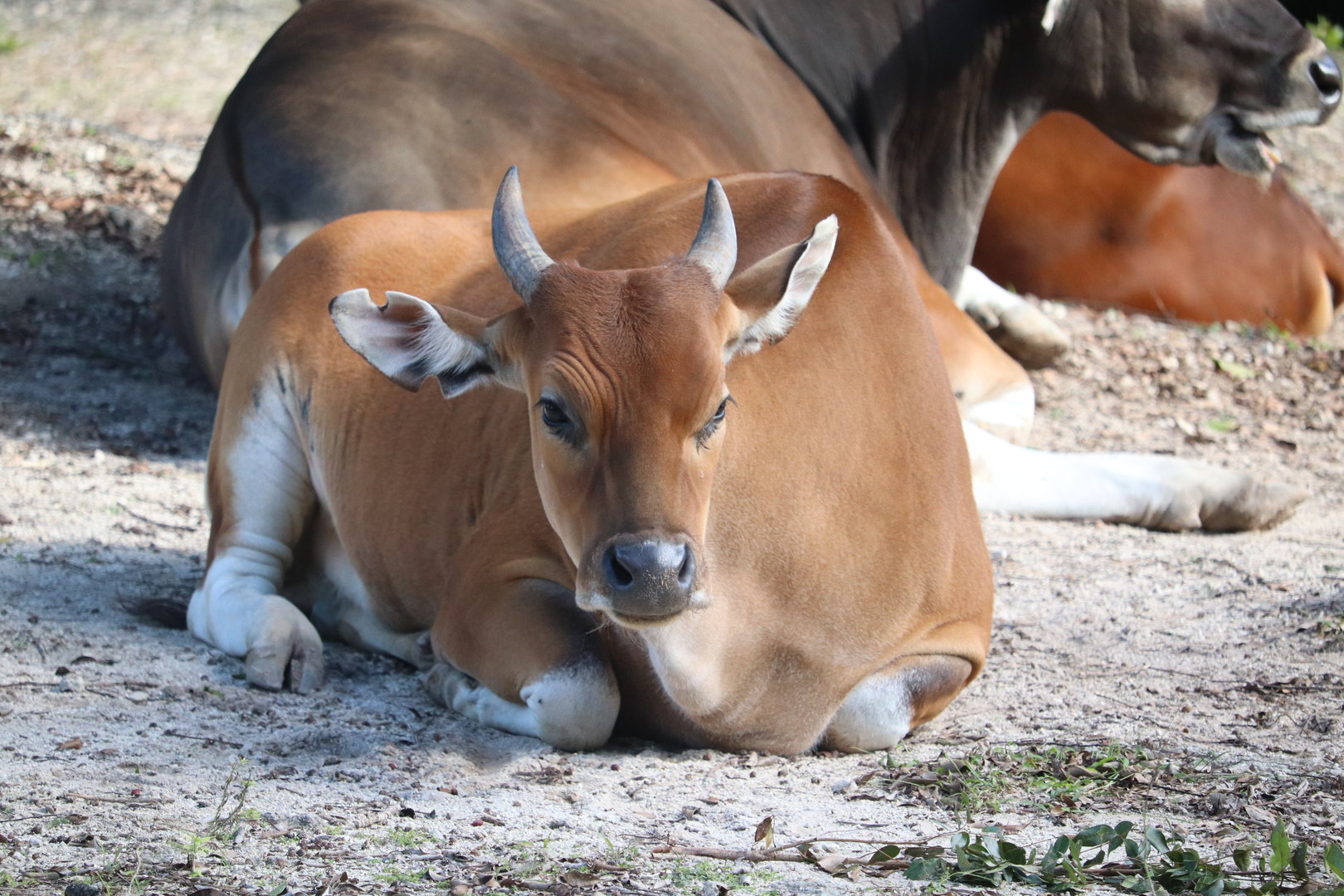 Asia - Banteng