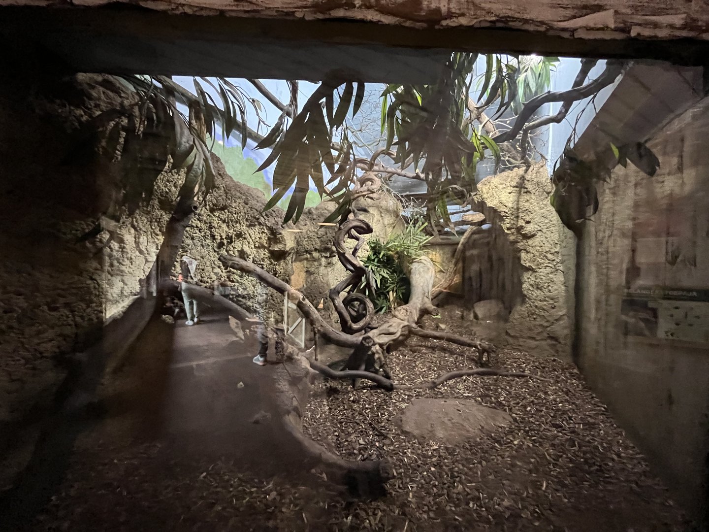 Asia- Belanger’s tree shrew enclosure 13.7.23