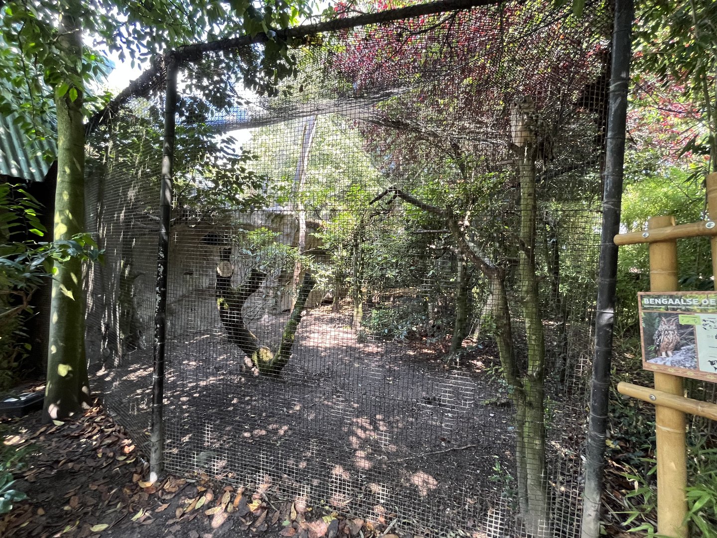 Asia- Bengal eagle owl aviary 13.7.23