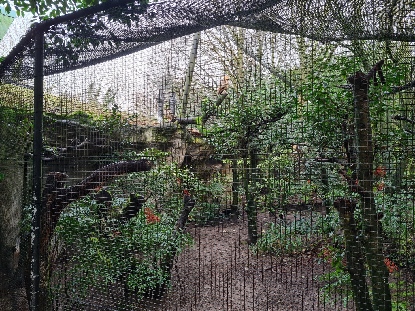 Asia - Bengal / Rock Eagle owl aviary