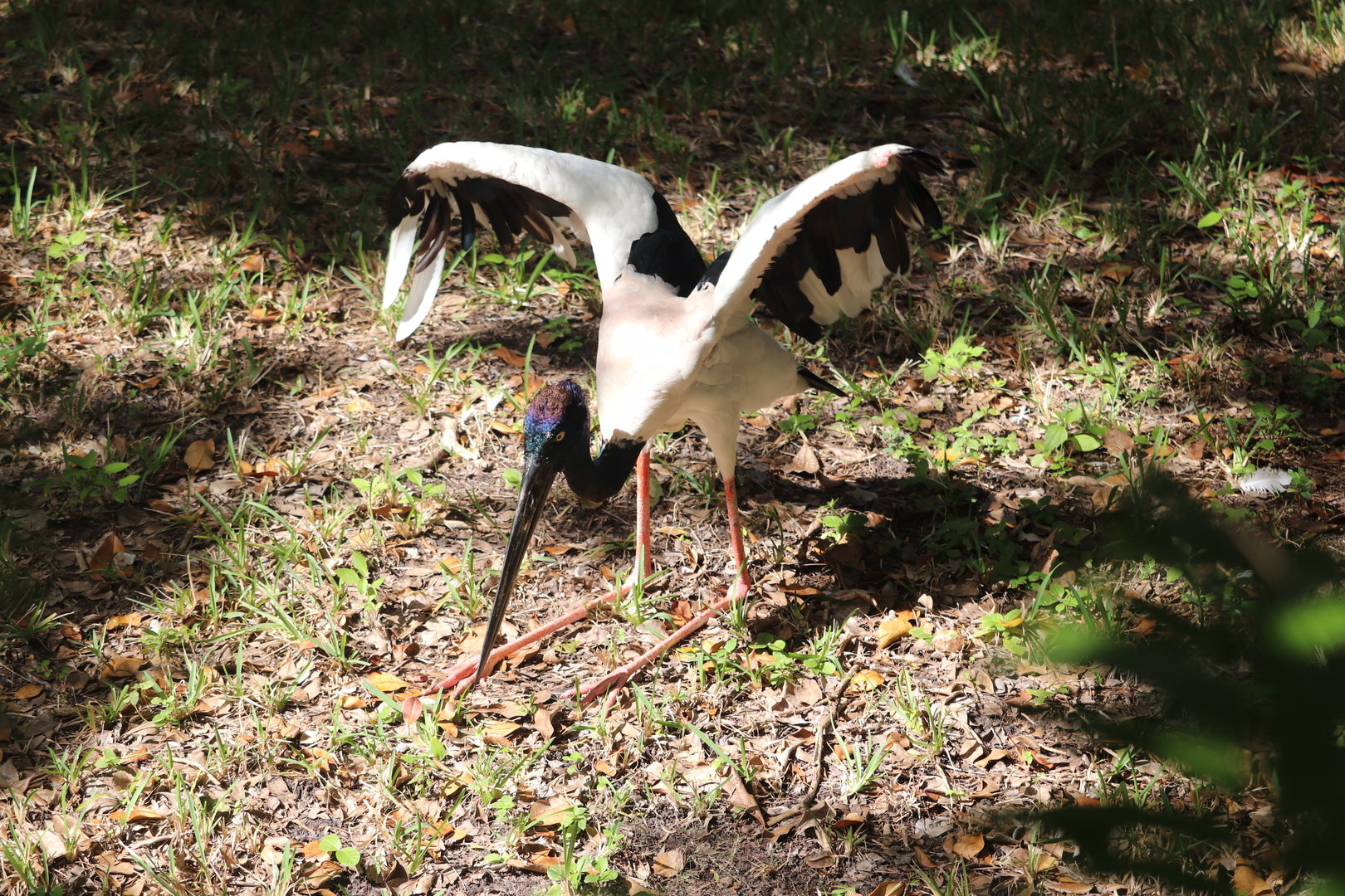 Asia - Black-Necked Stork
