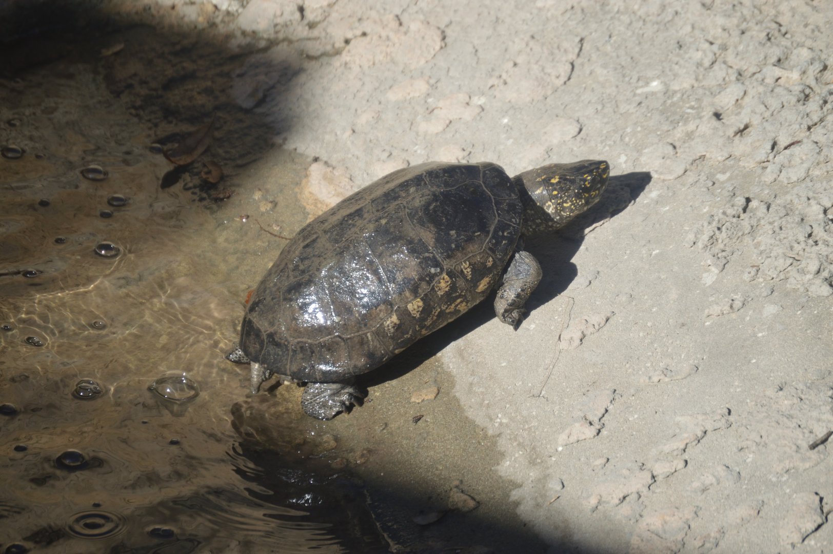 Asia - Black Pond Turtle