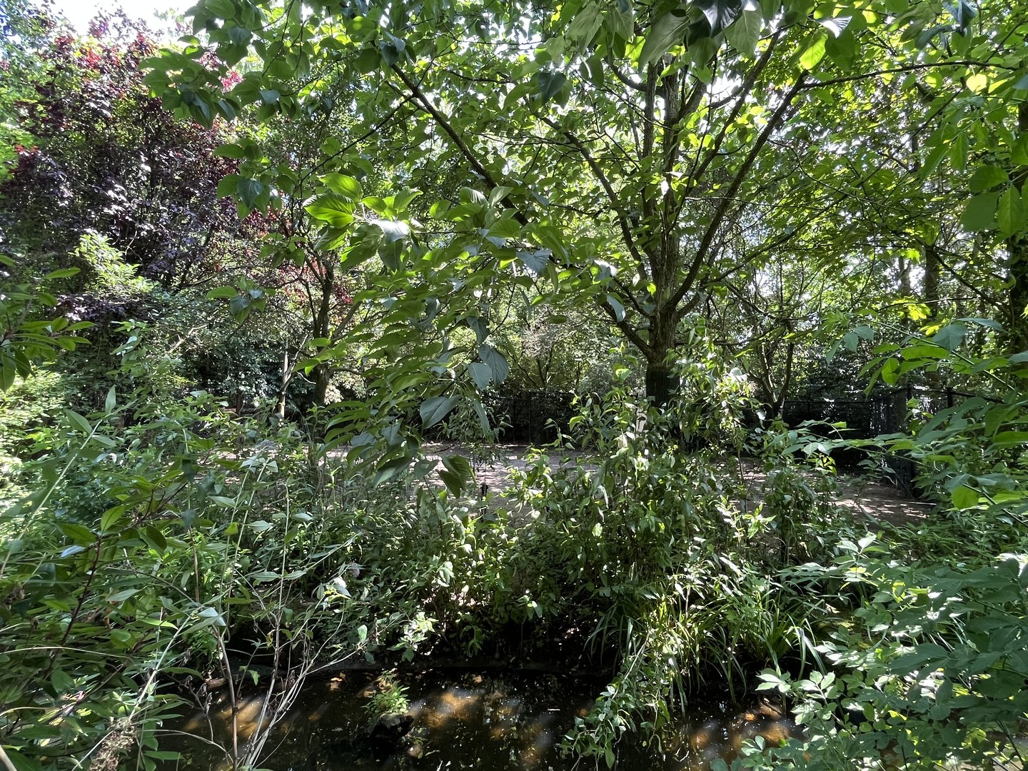 Asia- Blackbuck enclosure 13.7.23