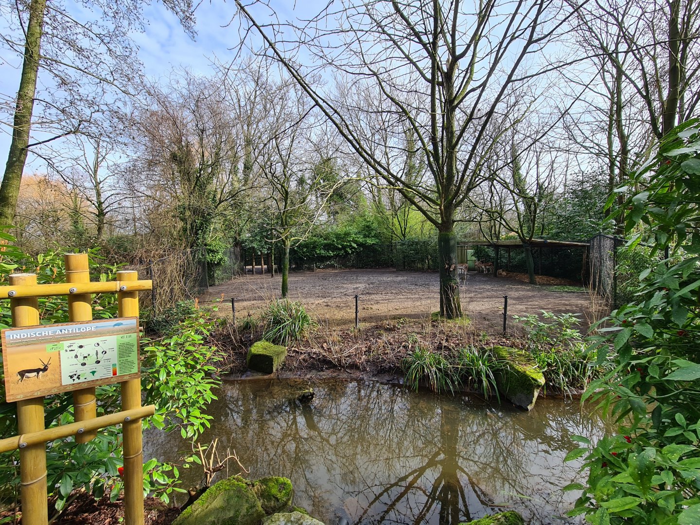 Asia - Blackbuck yard