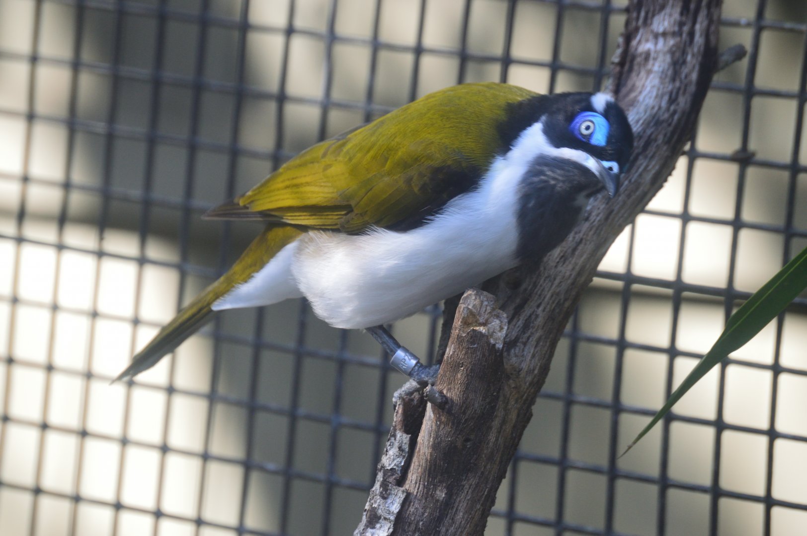 Asia - Blue-faced Honeyeater