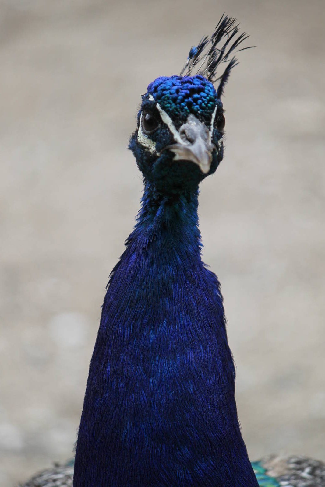 Asia - Blue peafowl