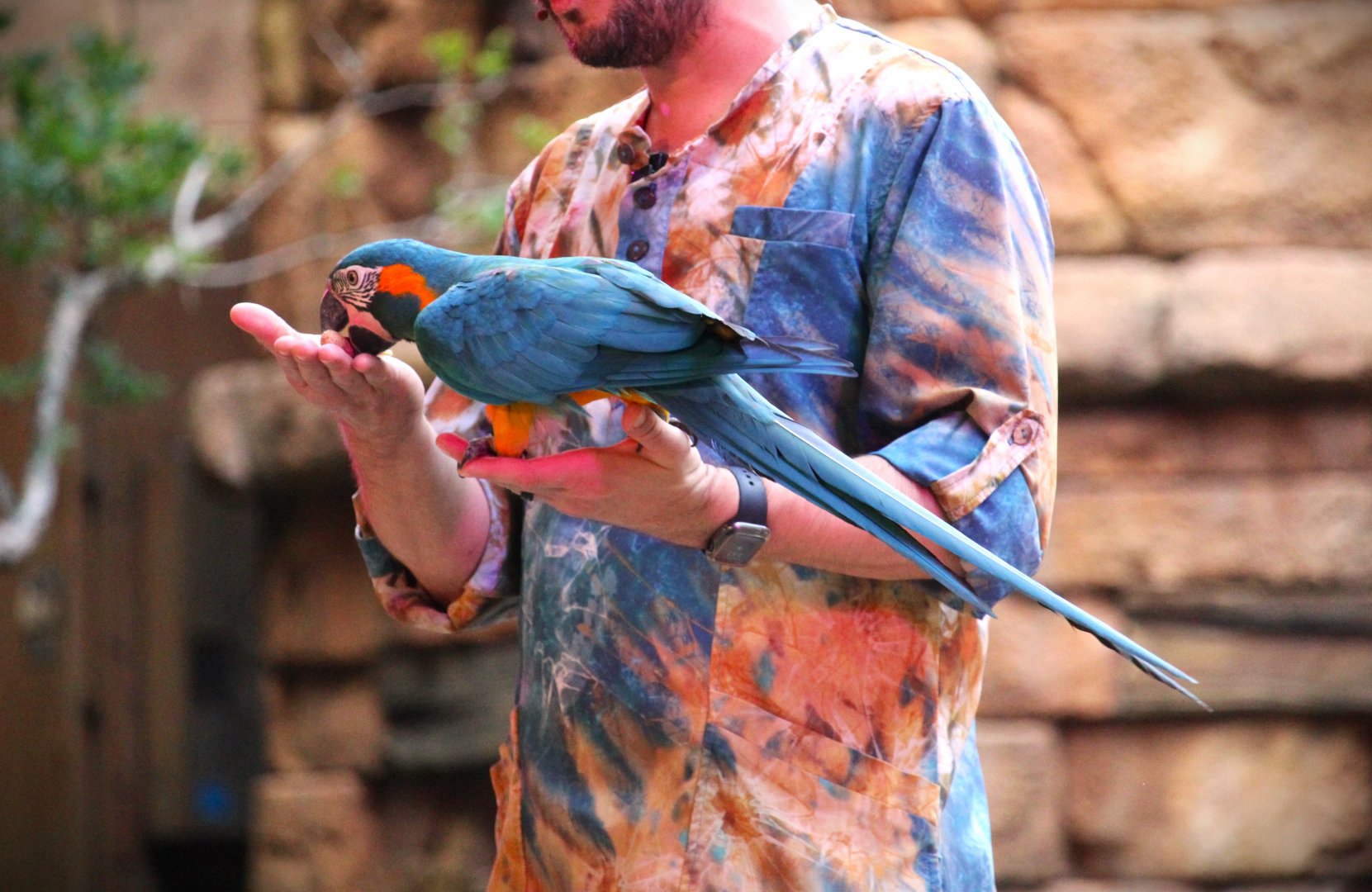 Asia - Blue-throated Macaw