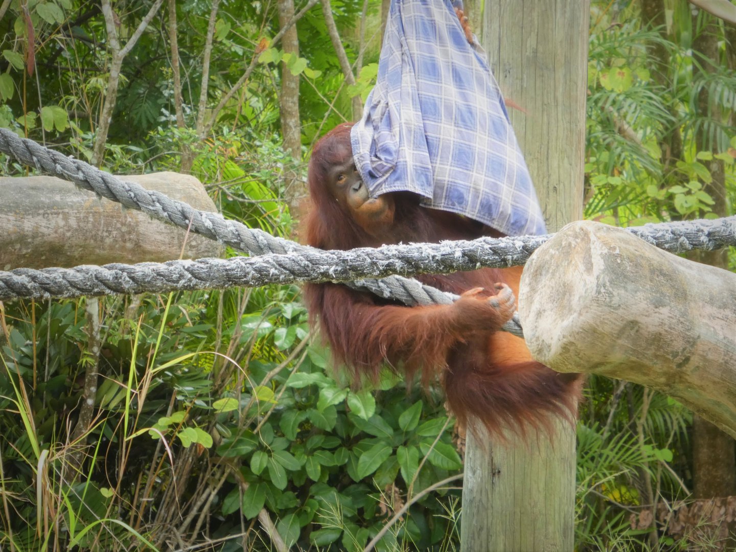 Asia - Bornean Orangutan