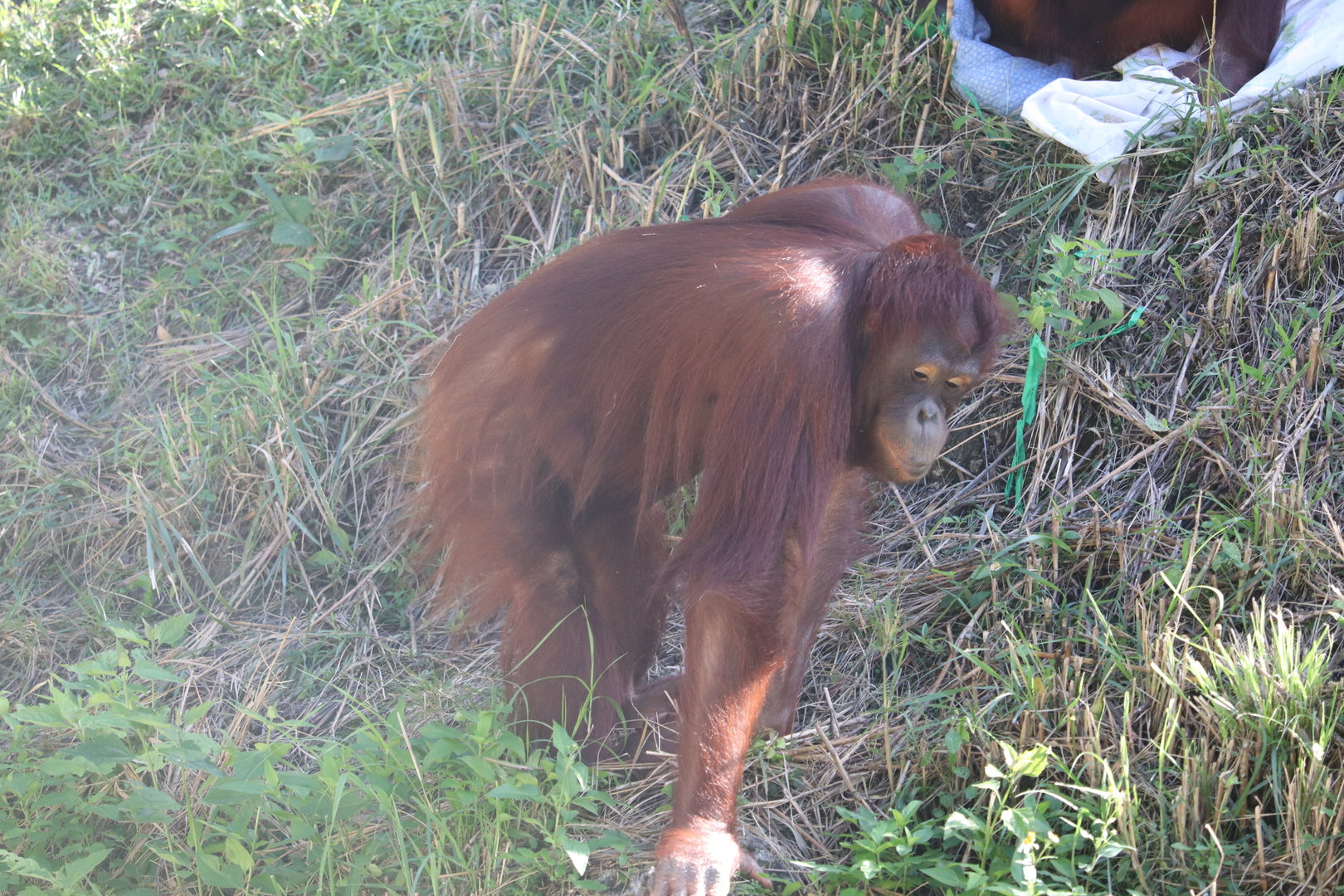 Asia - Bornean Orangutan