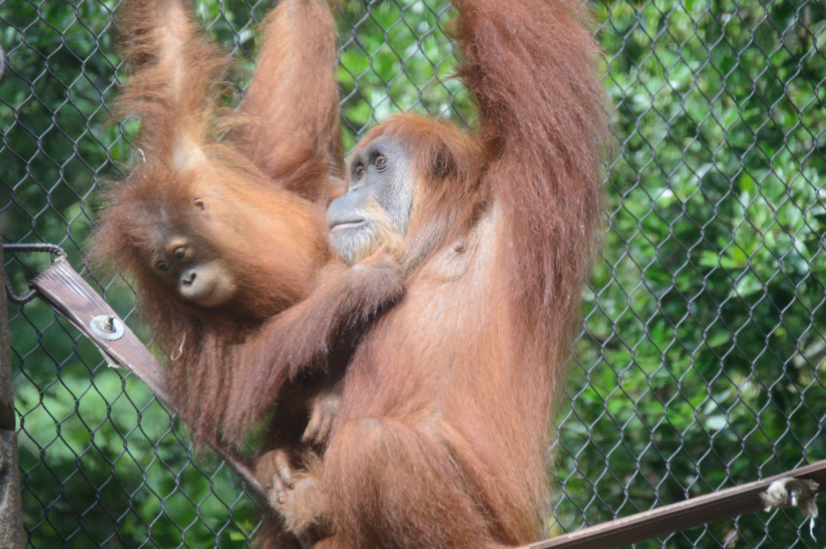 Asia - Bornean Orangutans