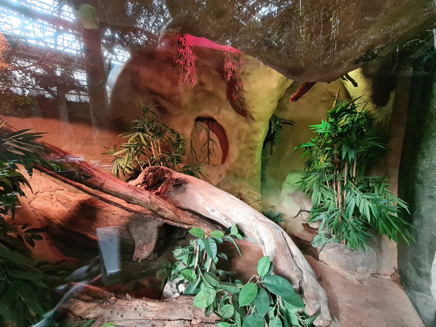 Asia - Burmese rock python enclosure in Taman Indah