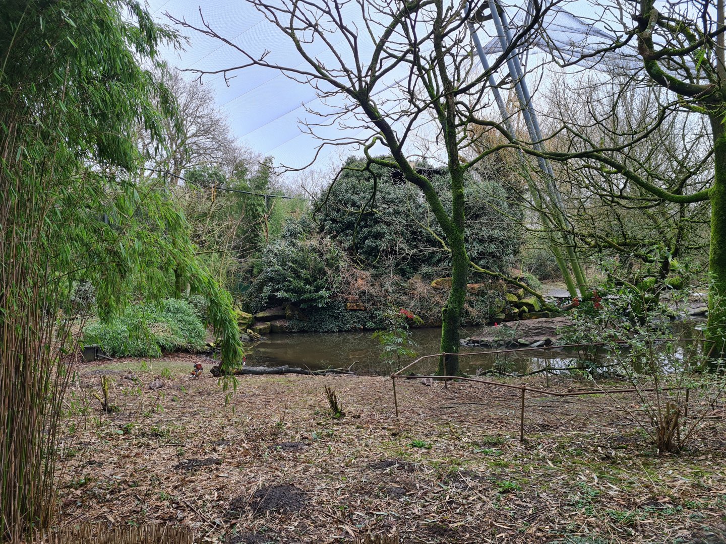 Asia - Burung Asia aviary interior