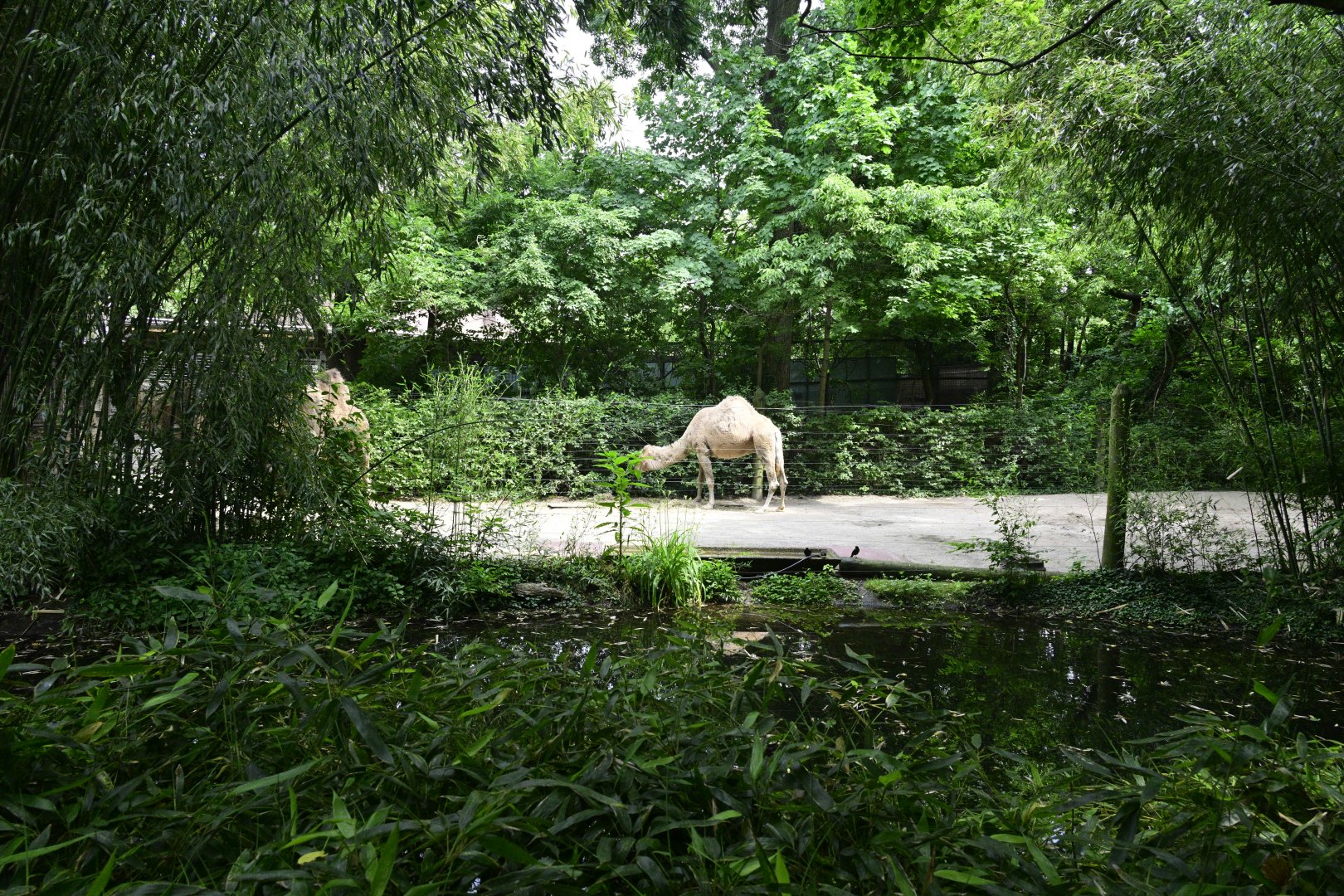 Asia - Camel Exhibit
