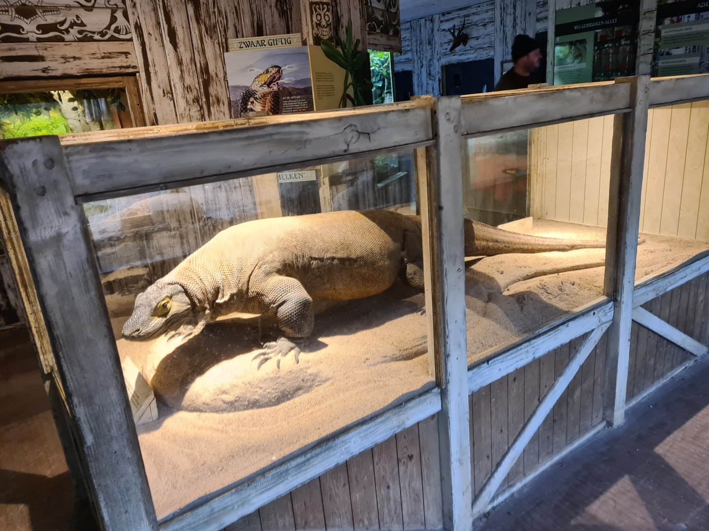 Asia - Cast of Komo, the first Komodo dragon in Diergaarde Blijdorp