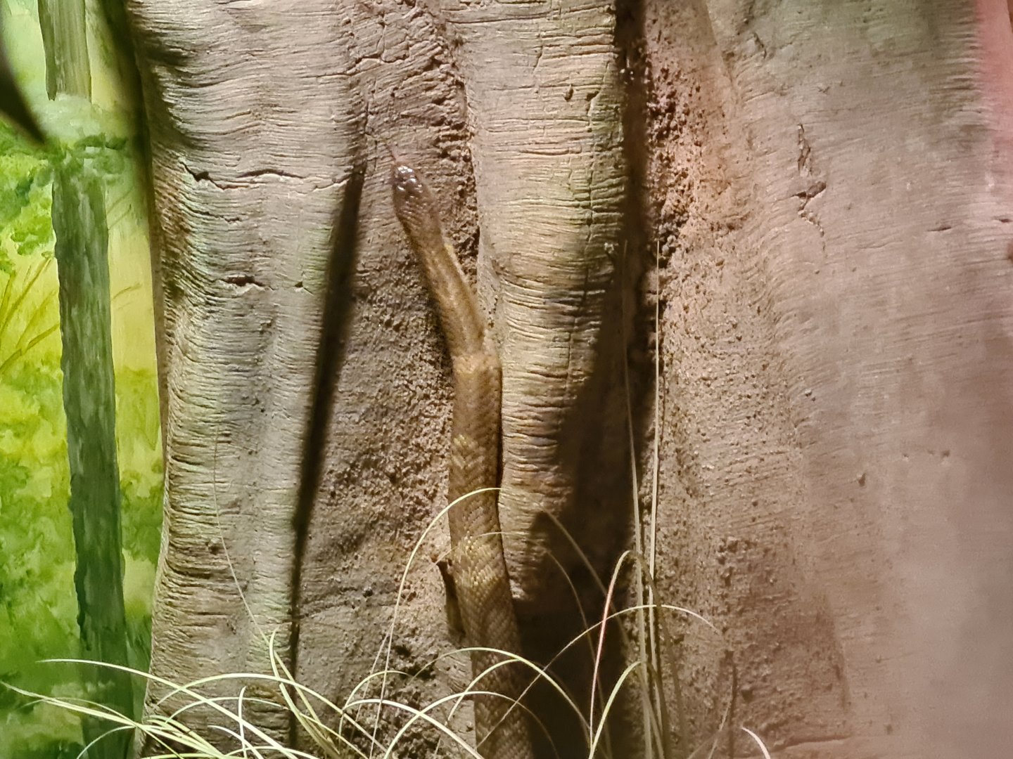 Asia - Climbing Monocled cobra