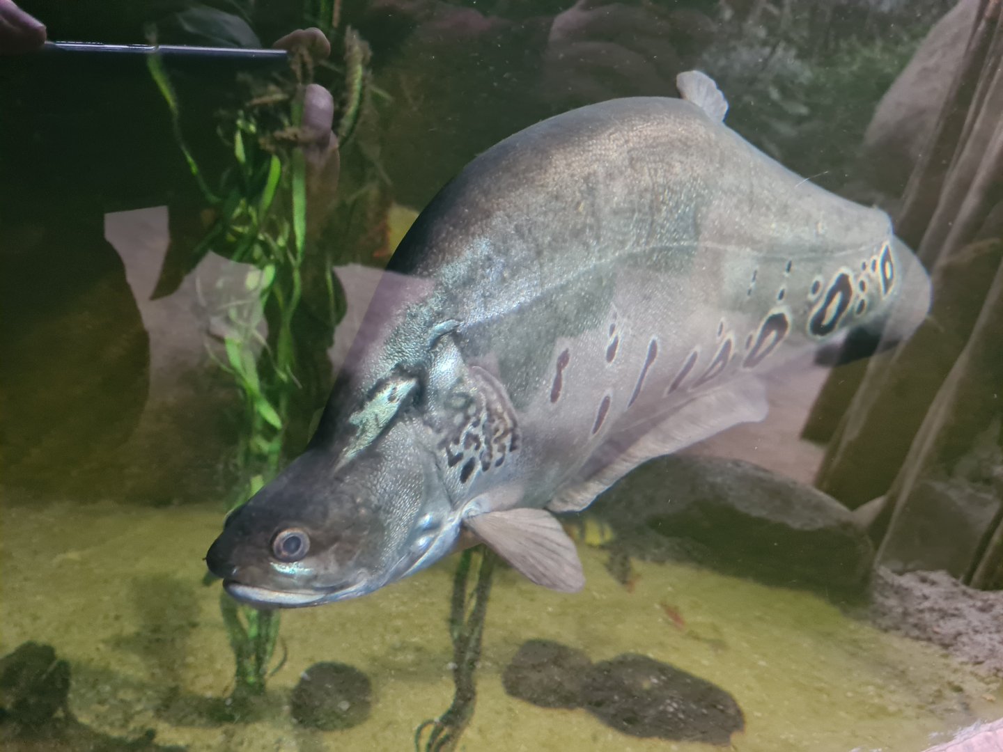 Asia - Clown featherback in Taman Indah