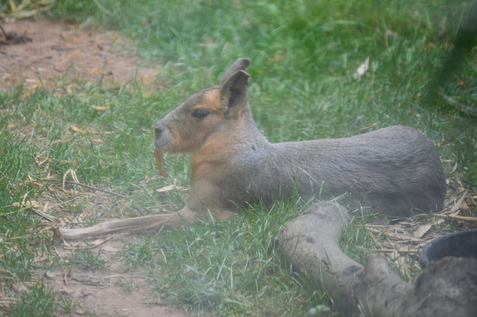 Asia - Complex Carnivores - Patagonian Mara