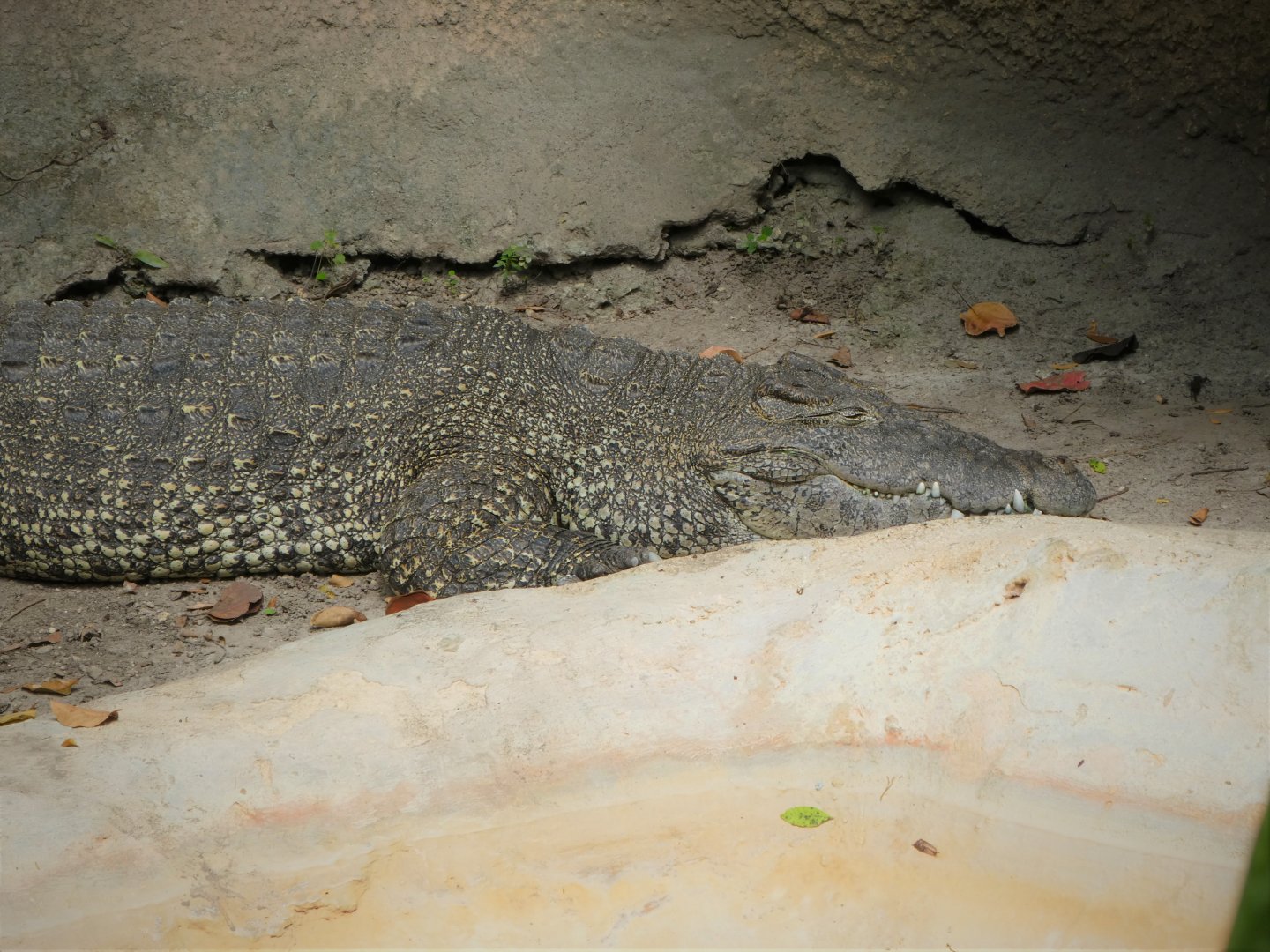Asia - Cuban Crocodile